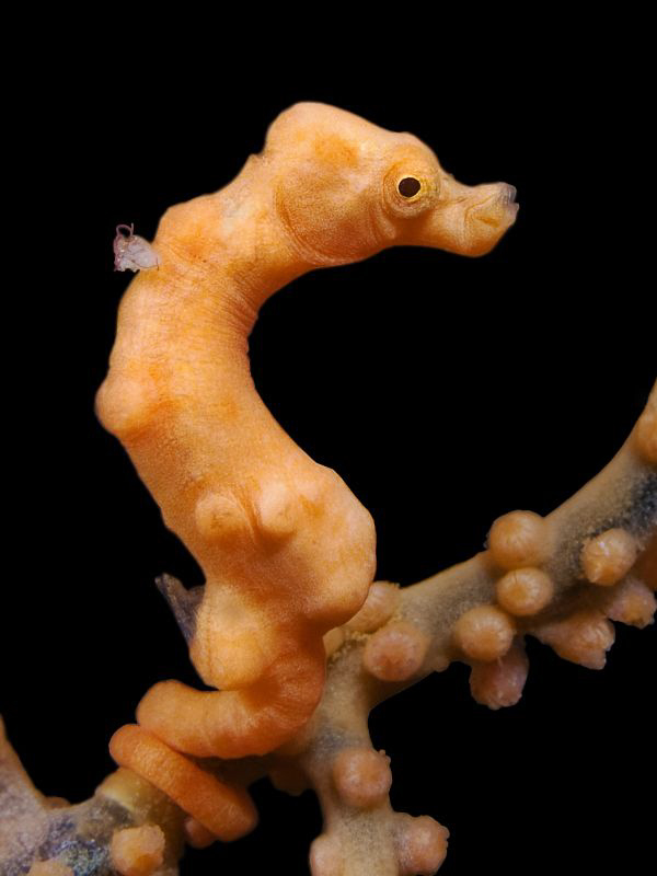 "Pygmy Seahorse"
 
Hippocampus denise from the divespot... by Henry Jager 