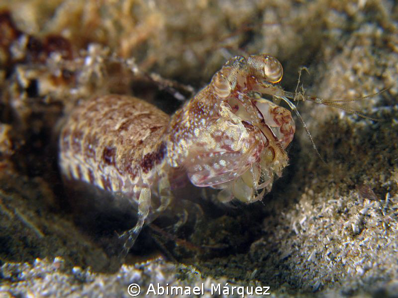 Ciliated False Squilla by Abimael Márquez 