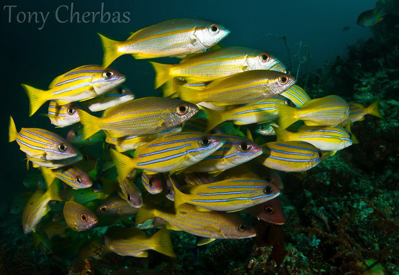 Blue Stripes by Tony Cherbas 