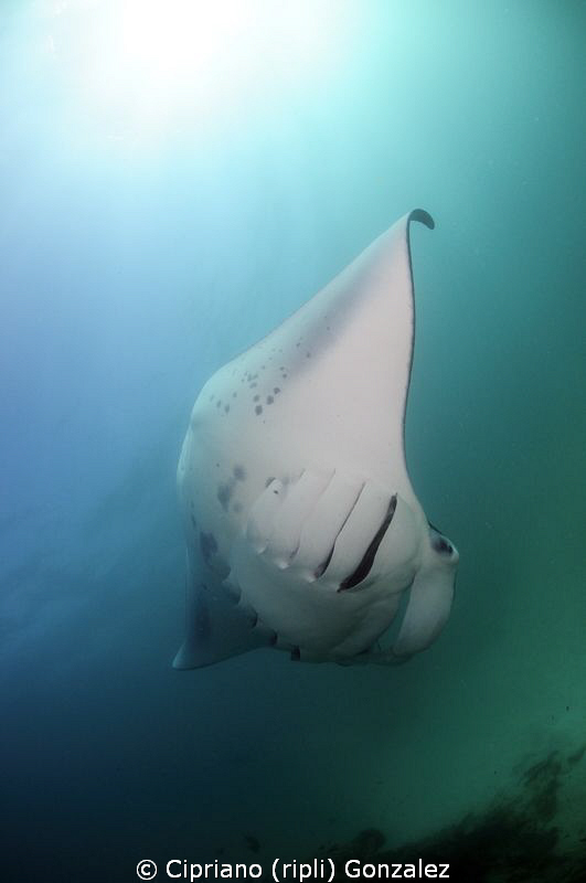 Manta magic atmosphere by Cipriano (ripli) Gonzalez 