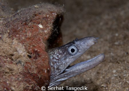 ** by Serhat Tasgedik 