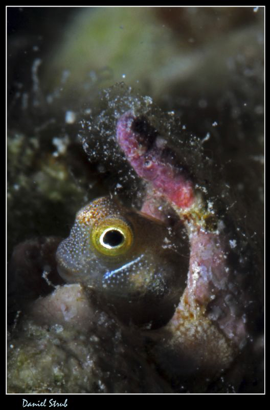 Funny face :-D by Daniel Strub 
