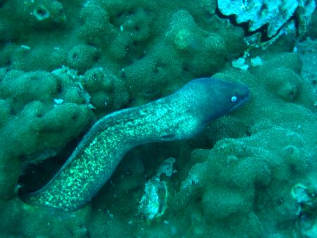 Taken at Pulau Perhentian, West Malaysia by Dennis Siau 