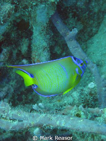 Queen Angelfish in the waters of St. John, USVI by Mark Reasor 