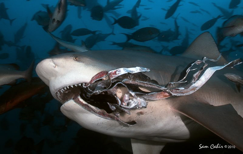 Sitting inside the chum cloud can be dangerous but the re... by Sam Cahir 