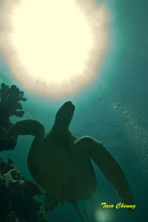 Turtle @ Sipadan 
 by Taco Cheung 