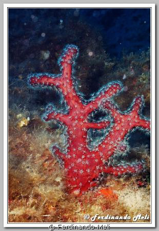 Alcionum acaule (soft coral). by Ferdinando Meli 