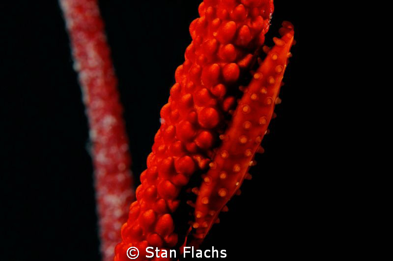 The red color by Stan Flachs 