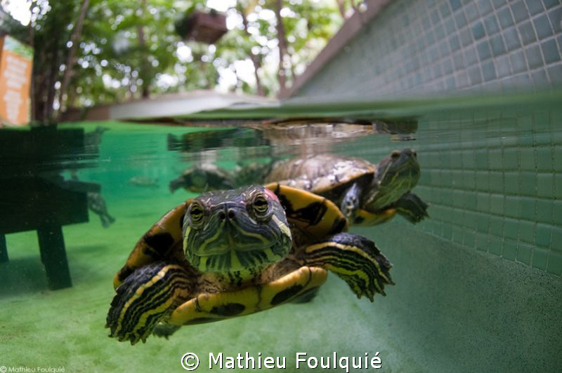 Trachemys scripta by Mathieu Foulquié 