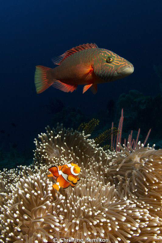 Do Wrasse Eat Anemonefish?? by Christine Hamilton 