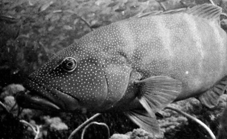 Coral Trout at the wreck of the S.S.Yongala. This fellow ... by Edward Roberts 