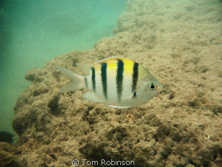 This Hawaiian Sergent was curious about my camera.  It sw... by Tom Robinson 