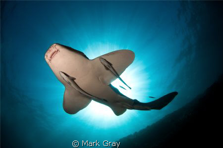 Leopard Shark Sunburst by Mark Gray 