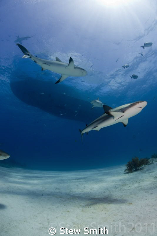 2 Caribbean Reef Sharks patrol under the boat by Stew Smith 