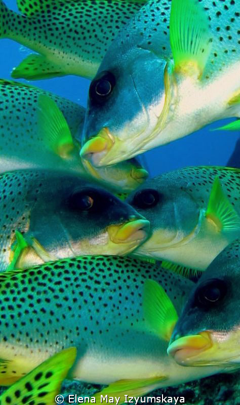 Mistery of Fish (Blackspotted Sweetlips) by Elena May Izyumskaya 
