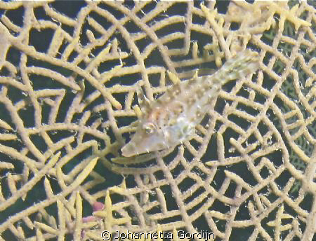 Slender filefish by Johannetta Gordijn 