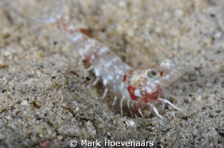 Shrimp at Night. by Mark Hoevenaars 