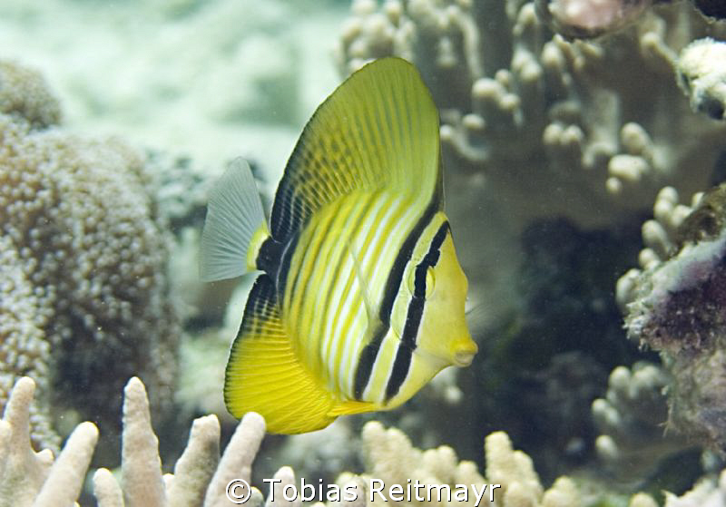 Juvenile Red Sea Sailfin Tang, Sand Beach, Hurghada. Cano... by Tobias Reitmayr 