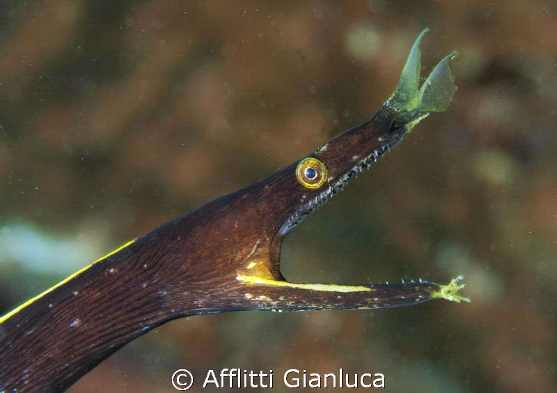 Rino moray by Afflitti Gianluca 