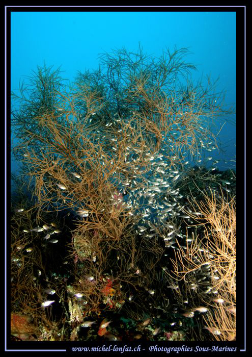 Glass Fishes... :O).. by Michel Lonfat 