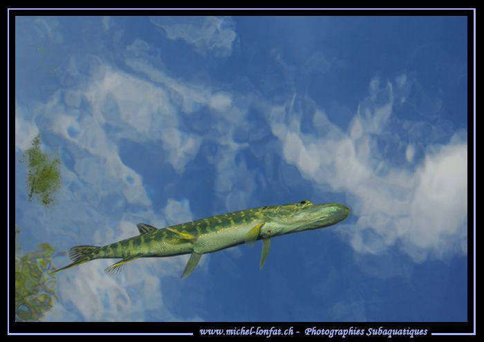 Sorry... : "Just love them..." :O)... Young Pike Fish tha... by Michel Lonfat 