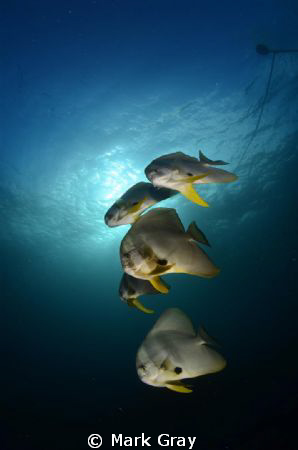 Batfish at the mooring line by Mark Gray 