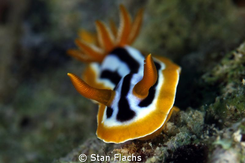 Chromodoris viking magnifica by Stan Flachs 