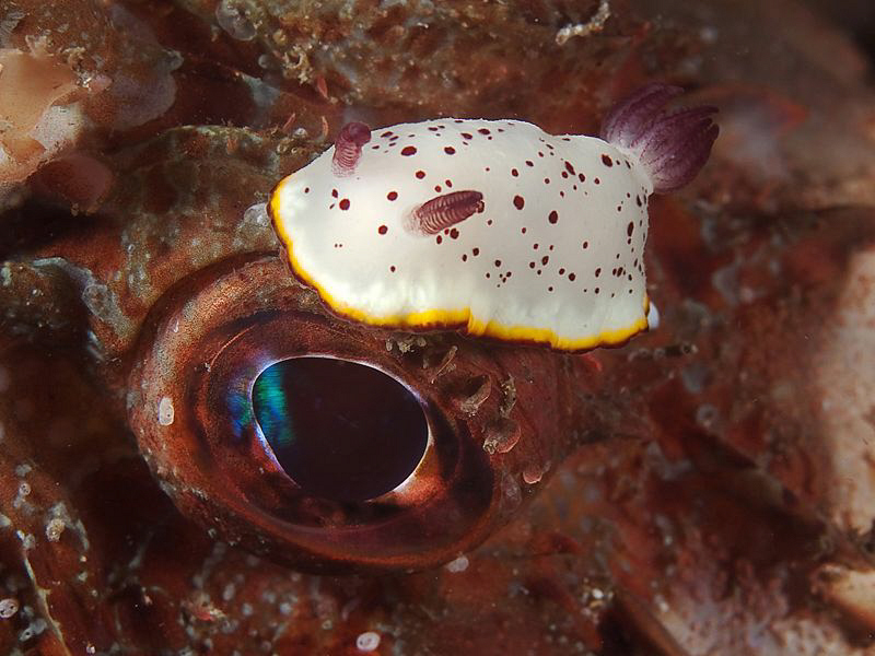 Slugged in the eye. by Doug Anderson 