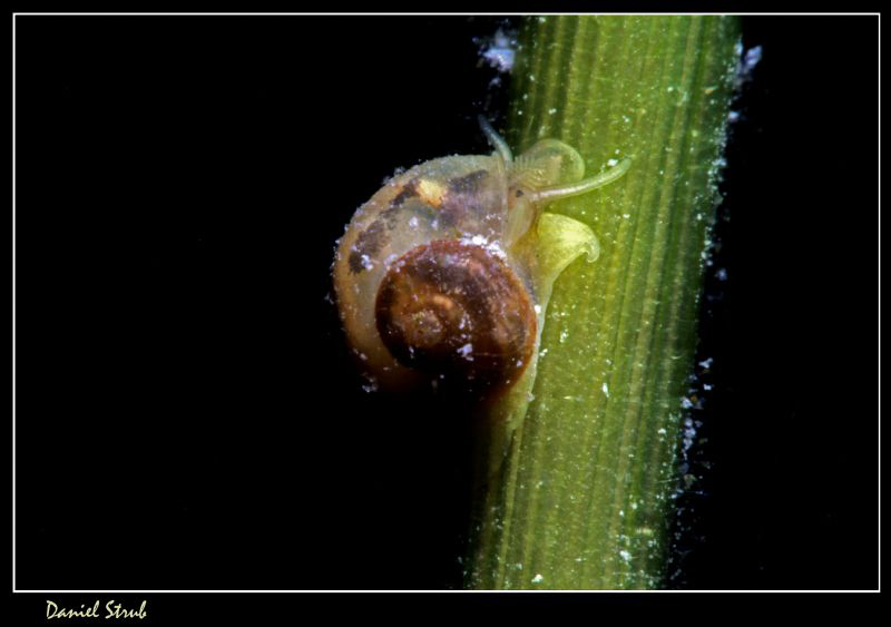 Probably Valvata Piscinalis :-D by Daniel Strub 