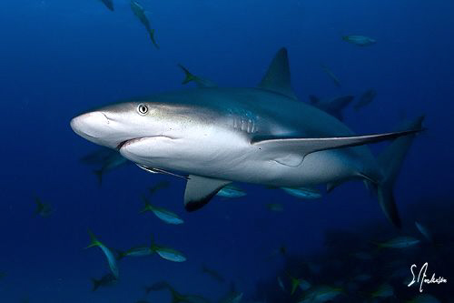 Reef Sharks surrounded us as we dove on the reef known as... by Steven Anderson 