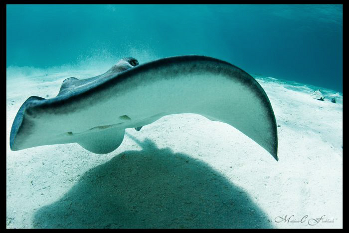 Southern Stingray, Grand Cayman. by Matthew Fischbach 
