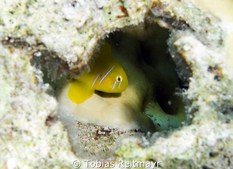 Lemon goby, El Fanadir, Hurghada. Canon EOS 350d, 18-55mm. by Tobias Reitmayr 