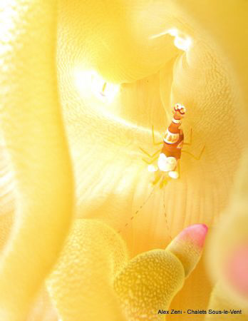shrimp in anemone by Alex Zeni 
