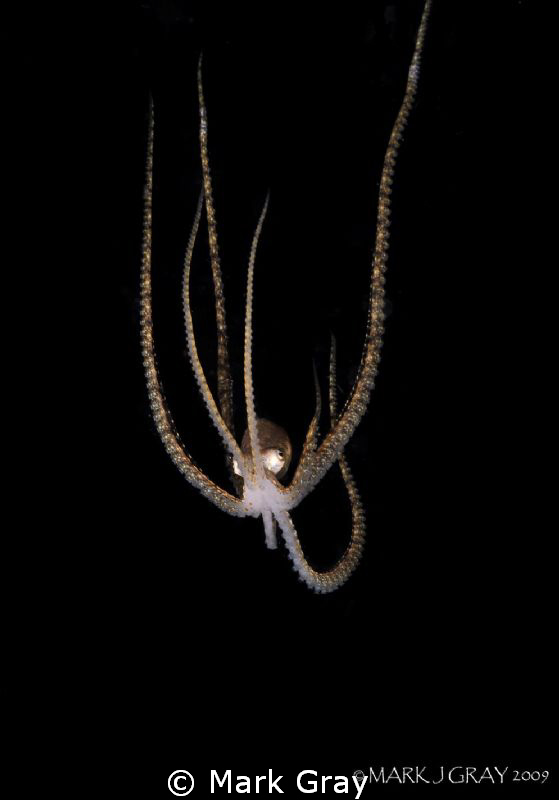 Midwater Octopi by Mark Gray 
