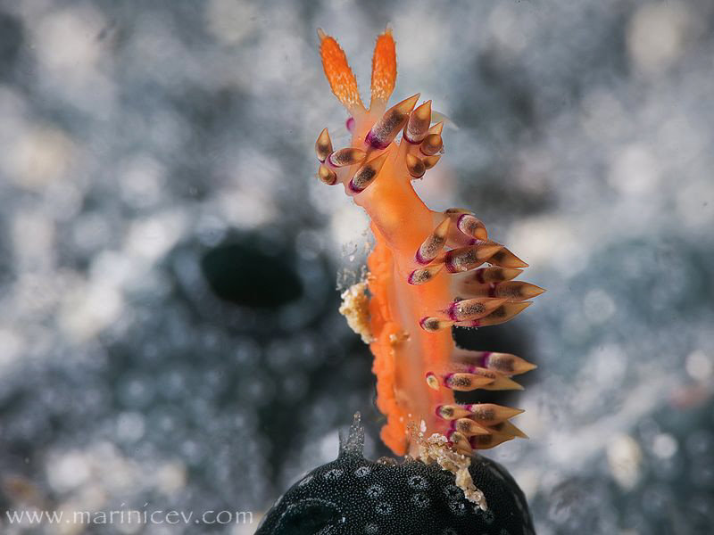 Flabellina exoptata 
Canon 1Ds MarkII, EF 100 f/2,8 + cl... by Aleksandr Marinicev 