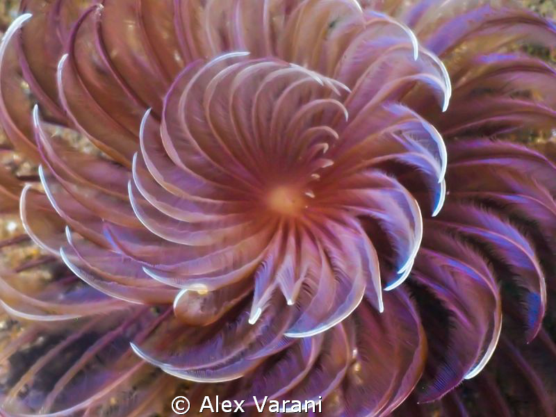 Sabellidae by Alex Varani 
