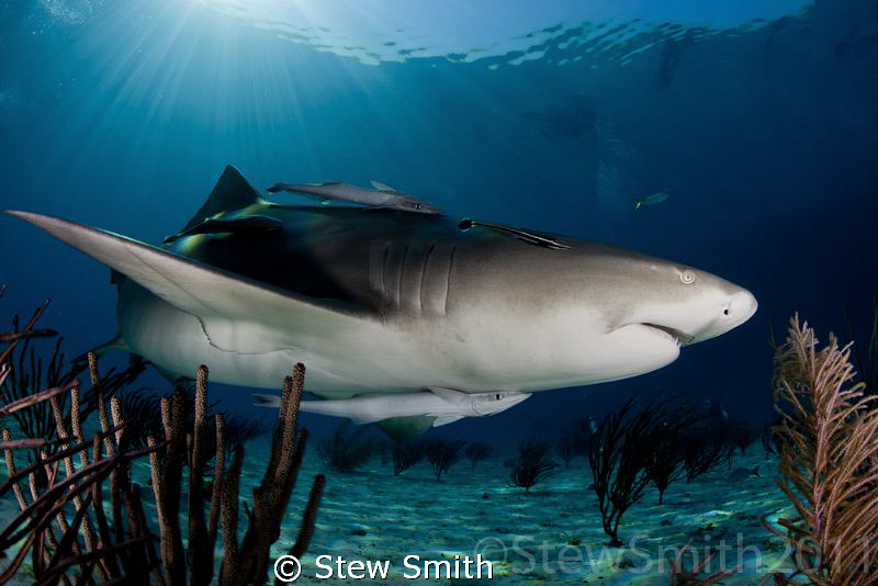 A Lemon in close with some nice sun rays breaking the sur... by Stew Smith 