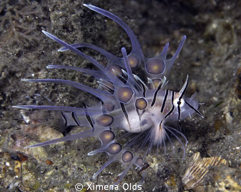 Butterfly of the sea by Ximena Olds 