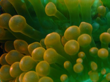 An extreme close-up taken at Pulau Perhentian, West Malaysia by Dennis Siau 
