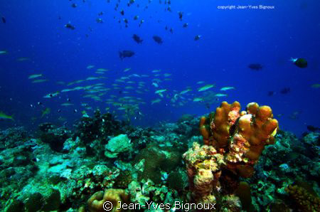 Mauritian Reef Balaclava 22 metres West Coast Mauritius
... by Jean-Yves Bignoux 