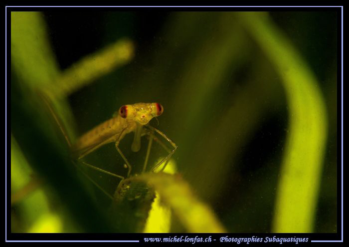 Another shot of a Larva of a Damselfly taken in a small h... by Michel Lonfat 