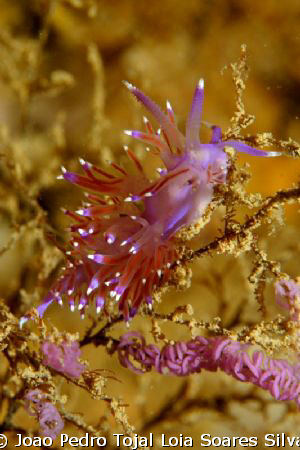 Flabellina affinis on hydroid with several egg masses. Sh... by Joao Pedro Tojal Loia Soares Silva 