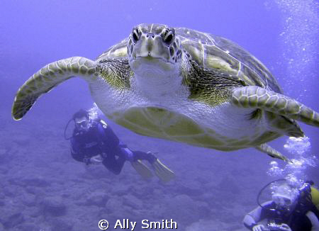 Turtle taken off the south coast of Tenerife.
Canon G9 w... by Ally Smith 