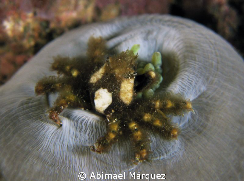 Crab on anemone
 by Abimael Márquez 