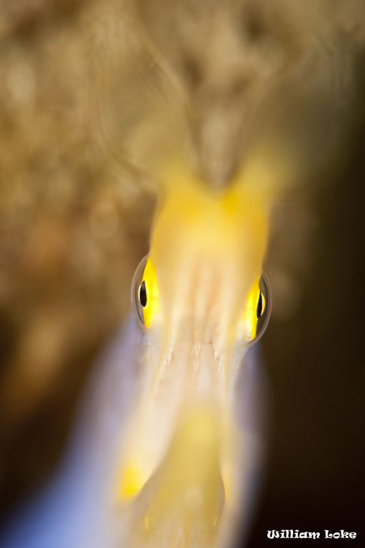 Ribbon Eel by William Loke 