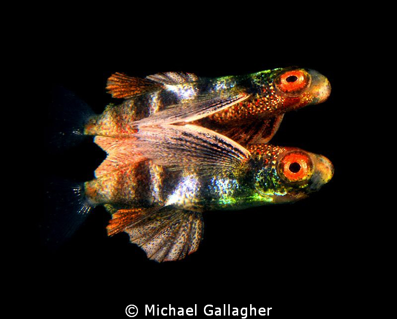 Juvenile flying fish with its own reflection at the surfa... by Michael Gallagher 