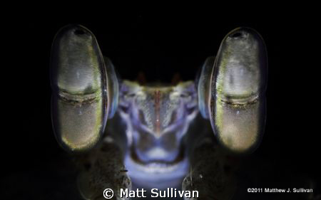 Mantis Eyes by Matt Sullivan 