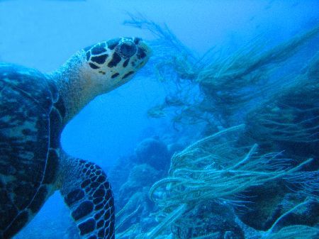 "Directors Bay" Curacao Netherlands Antilles.
Canon Powe... by Frank Jong 