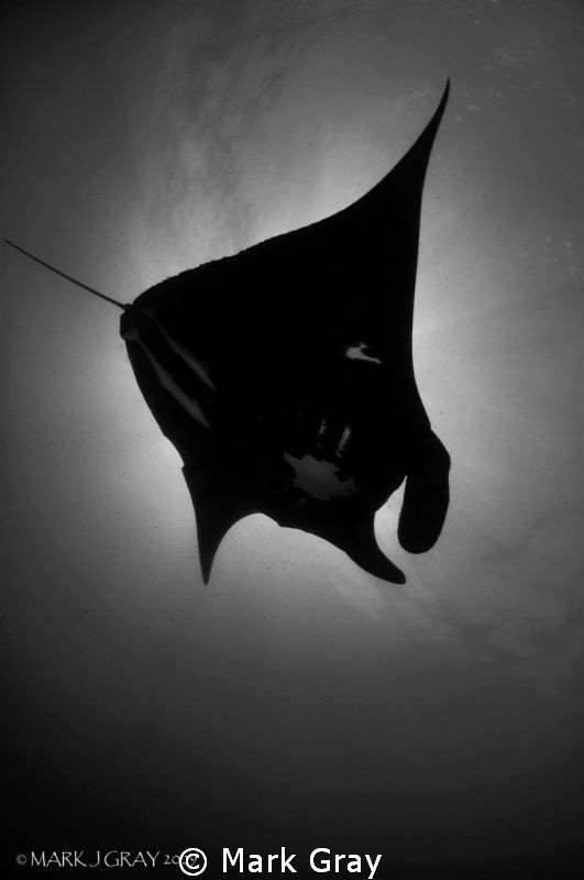 Black Manta in Black and White by Mark Gray 