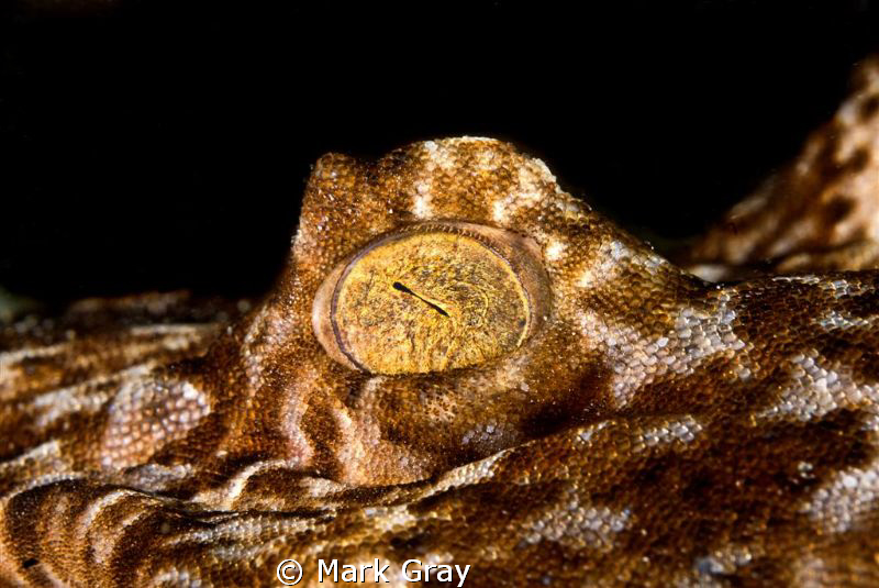 "The all seeing eye". Photo of a Wobbegongs eye by Mark Gray 
